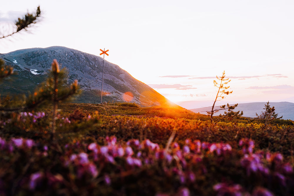 Canvas Soluppgång sommar Nipfjället