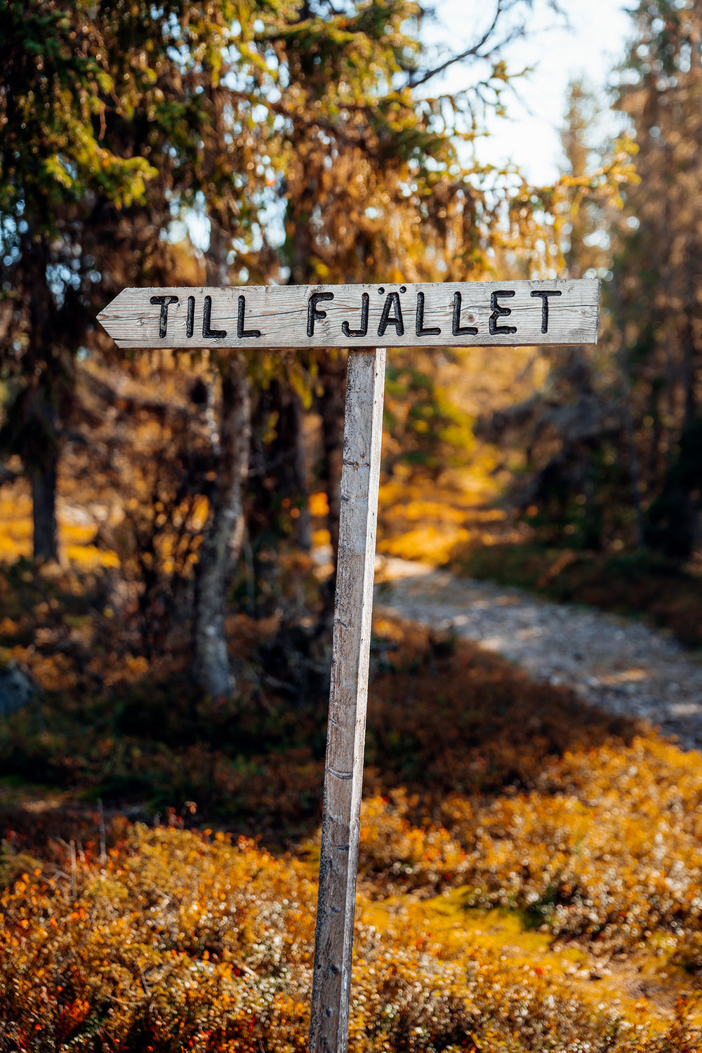 Canvas Till fjället höst
