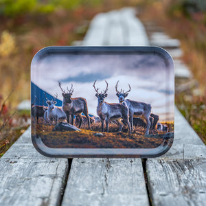 Renar på fjället - Bricka 36x28 cm