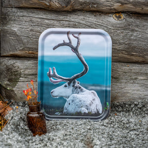 Vit ren på fjället - Bricka 36x28 cm