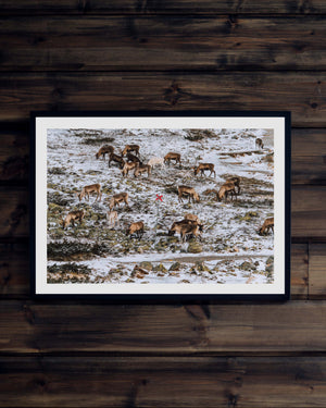 23 renar och ett ledkryss