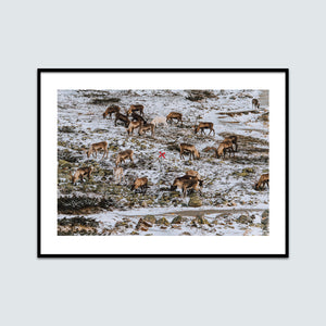 23 renar och ett ledkryss