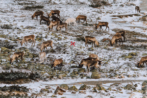 23 renar och ett ledkryss