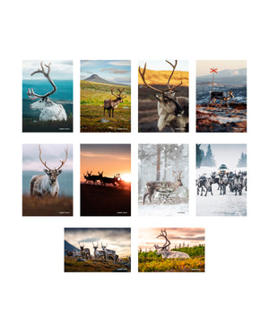 10 st vykort renmotiv