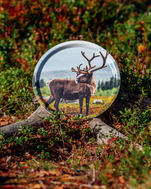 Ren med vackra horn - Bricka 31 cm