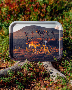 Renar mot Städjan - Bricka 36x28 cm