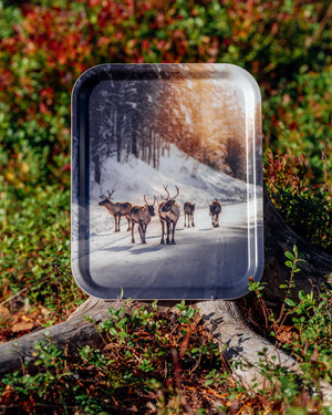 Renar i vinterljus - Bricka 36x28 cm