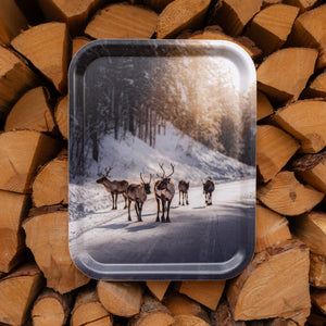 Renar i vinterljus - Bricka 36x28 cm