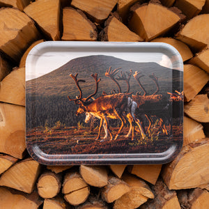 Renar mot Städjan - Bricka 36x28 cm