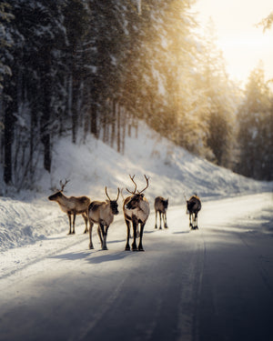 Canvas Renar i vinterljus