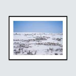 Renhjord på fjället