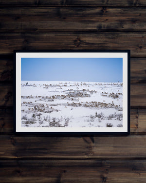 Renhjord på fjället