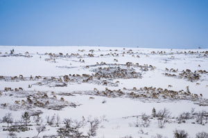Renhjord på fjället
