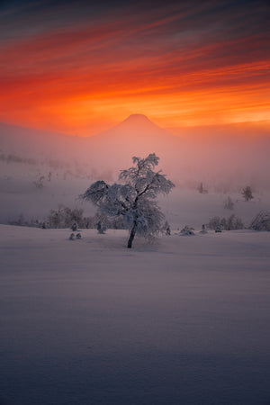Snöklätt träd med Städjan
