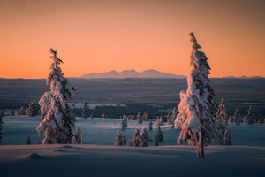 Två träd Rendalssölen