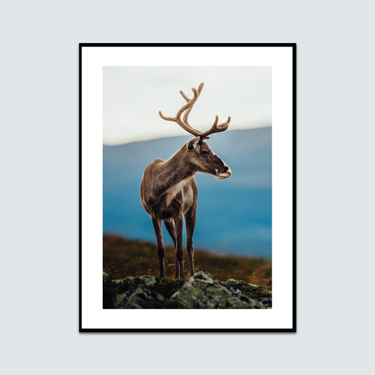 Fjällets blick