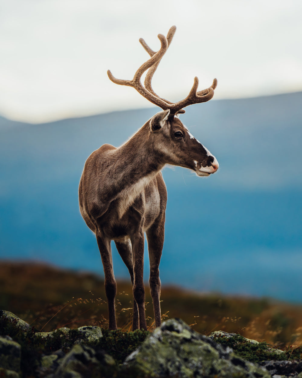 Fjällets blick
