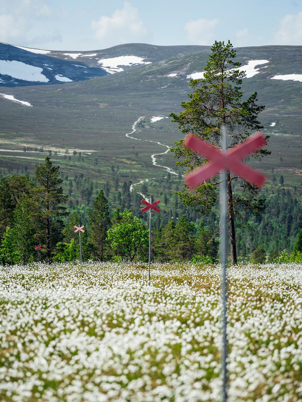 Grövelsjön ängsull ledkryss