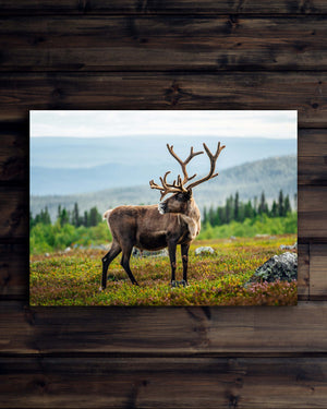 Canvas Ren med vackra horn