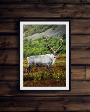 Ren på somrigt fjäll