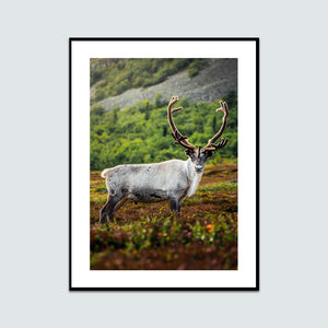 Ren på somrigt fjäll