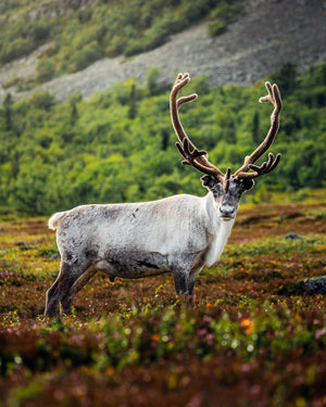 Ren på somrigt fjäll