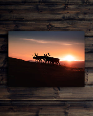 Canvas Renar i soluppgången