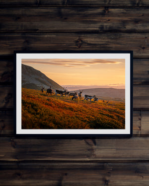 Renar möter soluppgången