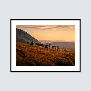 Renar möter soluppgången