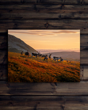 Canvas Renar möter soluppgången