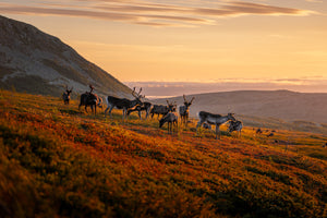 Canvas Renar möter soluppgången