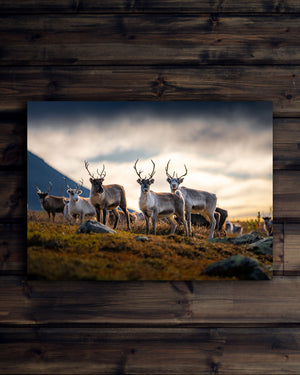 Canvas Renar på fjället