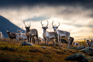 Canvas Renar på fjället