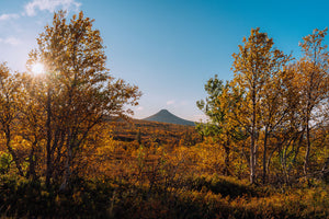 Solstrålar höst Städjan