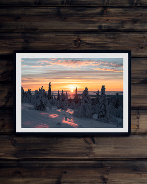 Soluppgång snöklädda träd