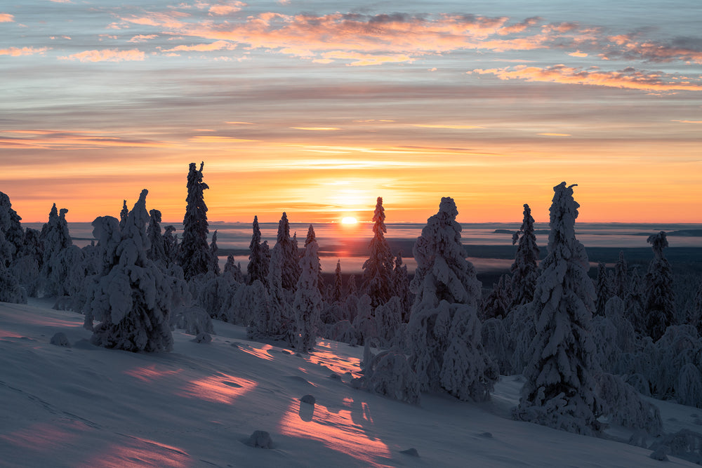 Soluppgång snöklädda träd