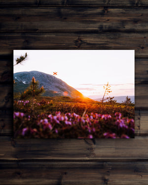 Canvas Soluppgång sommar Nipfjället