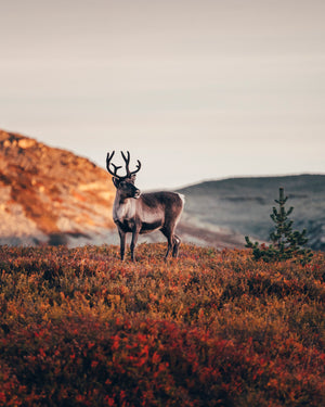 Canvas Höst soluppgång ren