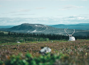 Canvas Vit ren blickar mot Idre Fjäll