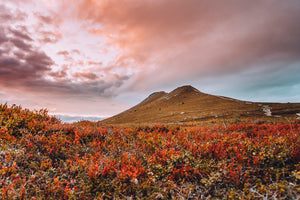 Canvas Höstskrud Städjan