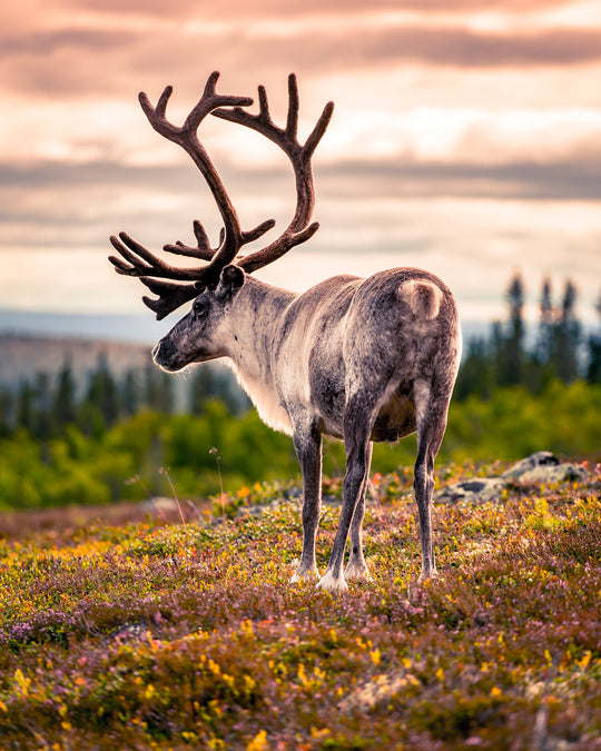Ren i solnedgången