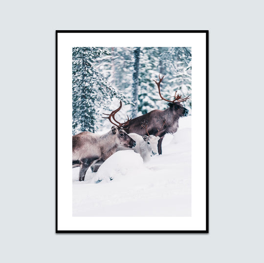 Renar i snön