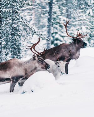 Renar i snön