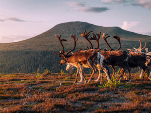 Canvas Renar mot Städjan