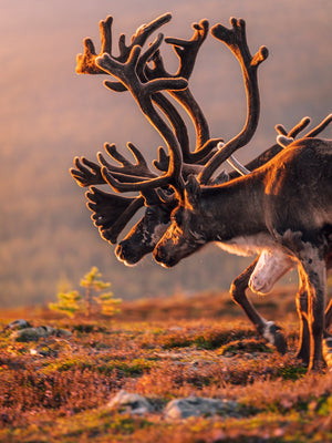 Vandring mot solnedgången