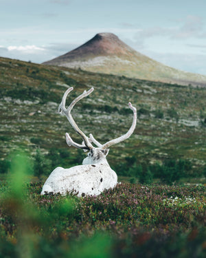 Vit ren blickar mot Städjan