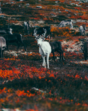 Vit ren i höstfärger