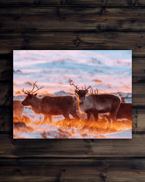 Canvas Blåsigt på fjället