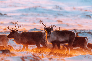 Blåsigt på fjället