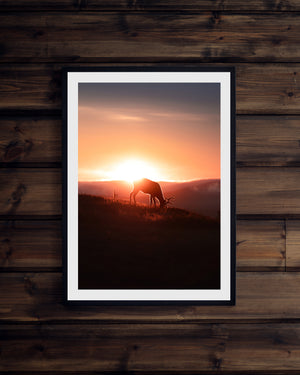 Ensam ren soluppgång